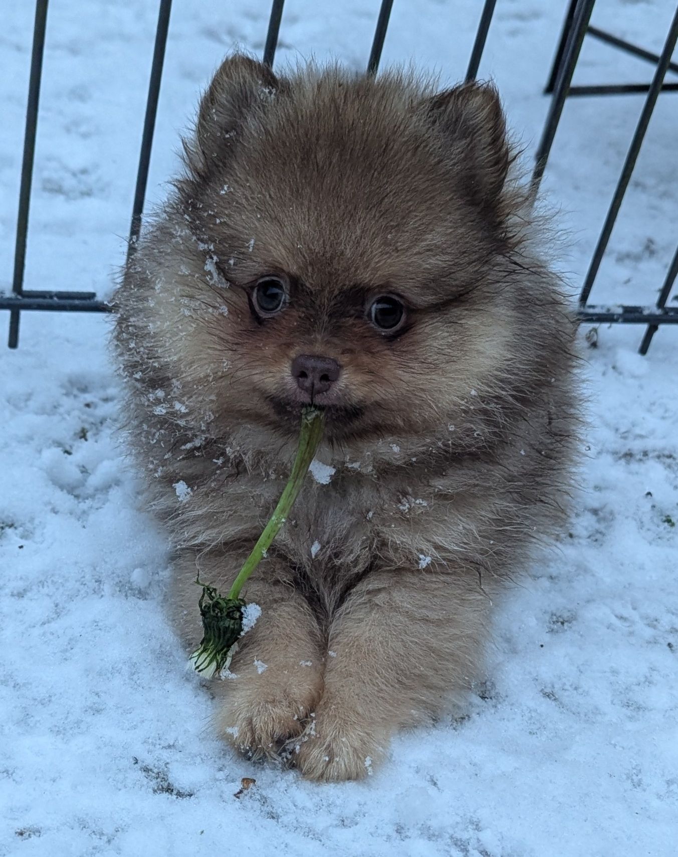 Welpe im Schnee