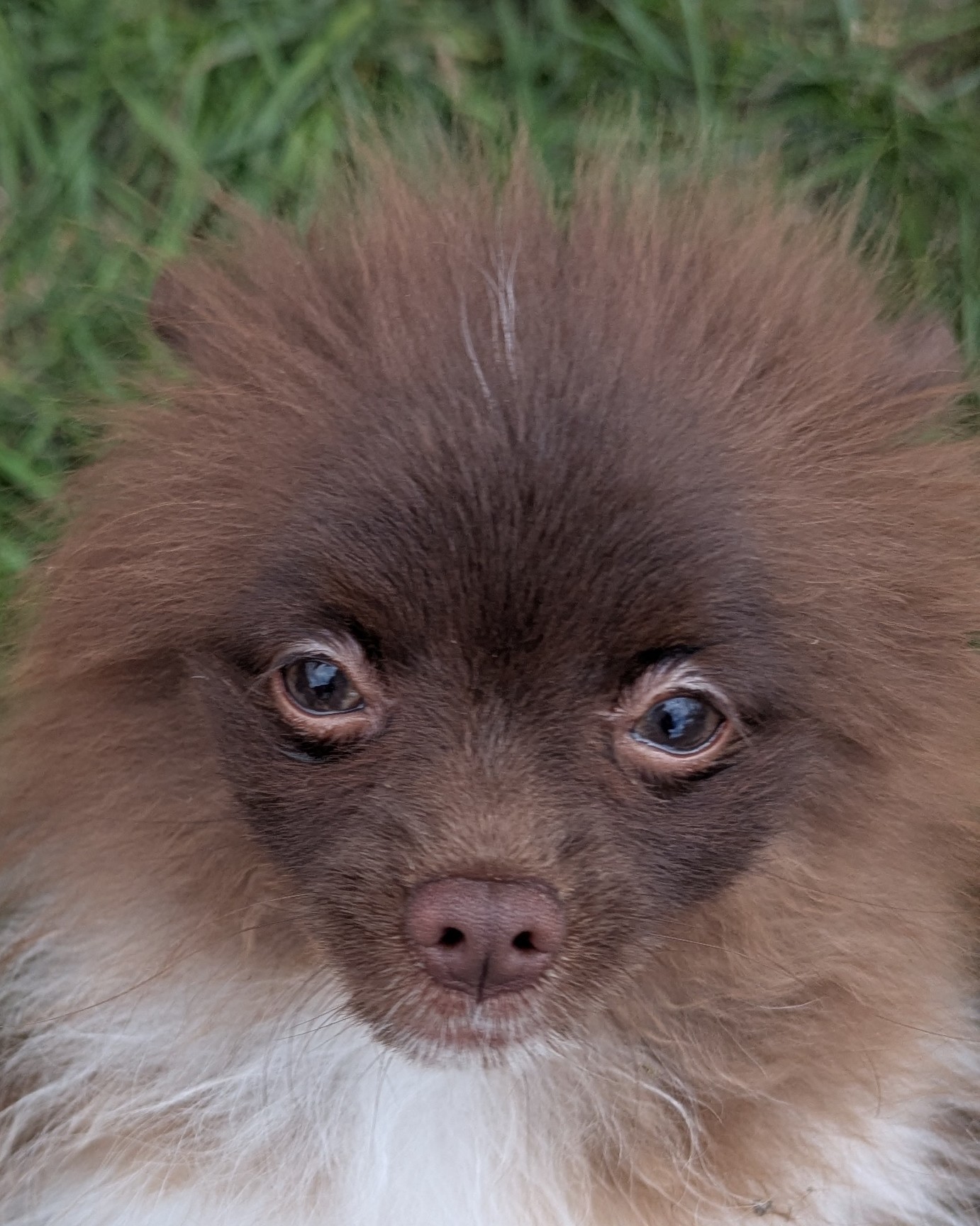 monkeyphase